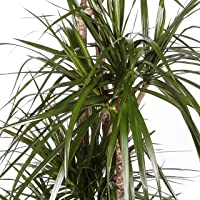Dracaena Marginata - Maceta 17cm. - Altura aprox. 80cm - 2 Troncos - Planta viva - (Envío sólo a Península)